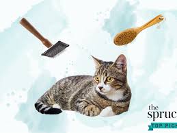 Shelters and local pet pounds may have a wide variety, depending on the region in which you live. The 8 Best Cat Brushes Of 2021