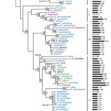 Image result for Eragrostis patentipilosa