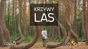 Spazio al colore in ufficio. Krzywy Las Podrodzezorange 5 5 Youtube
