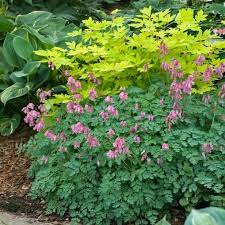 Maybe you would like to learn more about one of these? Growing Bleeding Heart Hgtv