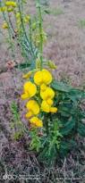 Image result for Crotalaria reptans- intermediates with pisicarpa