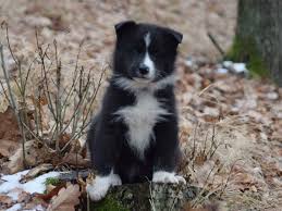 Image result for karelský medvědí pes