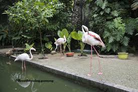 Lot 603 jalan hilir sungai burung, kampong jalan baru, 11000 balik pulau, pulau pinang. Zoo And Animal Park Breathtaking Penang