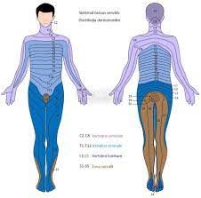 Check spelling or type a new query. Sistemul Nervos Periferic Anatomie Si Fiziologie