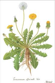 Image result for Taraxacum