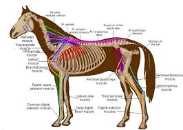 Horse Muscles Diagram Horses Horse Anatomy Horse Care