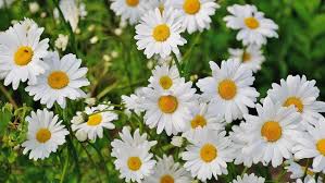Bunga daisy memiliki banyak jenis. Menanti Panen Bunga Daisy Di Taman Nasional Namaqua