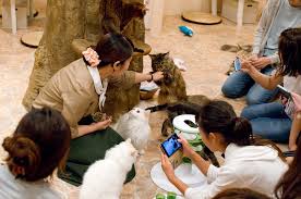 Designer cat cafe opens in harajuku. City Cat Cafes For Kids Tokyo Picks