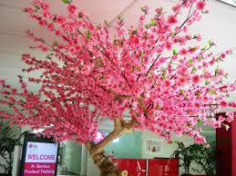 I will be purchasing more of these cherry blossom trees from online orchards. Cherry Blossom Tree For Sale Philippines Buy And Sell Marketplace Pinoydeal