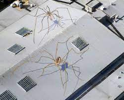 Enormous Daddy Long Legs Overtake The Seattle Center Armory Street Art Daddy Long Long Leg Spider
