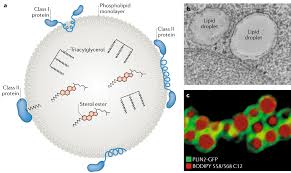 Image result for Lipid