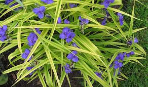 It also can attract bees, butterflies and birds to your. Perennials For Shade That Bloom All Summer The Garden Glove