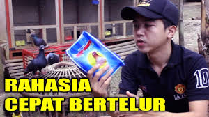 Pakan merupakan hal yang sangat vital untuk burung. Agar Burung Dara Kalian Cepat Bertelur Merpatiku Youtube