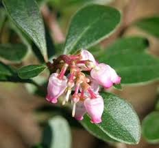 The plants will grow in sandy or poor soil, so have become popular for erosion control, as well as with home gardeners as an ornamental. Kinnikinnick Bearberry Arctostaphylos Uva Ursi Pacific Northwest Native Shrub Native Plant Gardening Evergreen Plants Evergreens For Shade