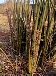 Image result for Sansevieria pearsonii