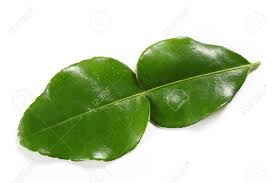 One of them, the bearss lime tree which grows in california and is seedless, is a dark green lime that matures at a light green almost yellow color. The Distinctive Double Leaf Of The Kaffir Lime Tree Citrus Hystix Stock Photo Picture And Royalty Free Image Image 15449729
