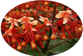 Image result for Clerodendrum poggei
