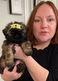 Adorable Shih Tzu Puppy's Ready for a Loving Home! Healthy, playful, and  full of love! Vet checked & vaccinated Dewormed & potty training started  Comes with food, blanket & papers Delivery or