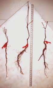 Oak Seedlings Preferentially Develop Their Root Systems More Than Download Scientific Diagram