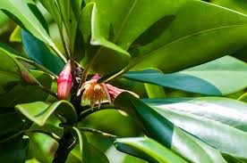 Image result for Vernonia auriculifera