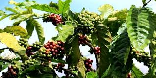 So by switching from coffee that costs 30 cents per cup to coffee costing 15 cents per cup, we could. Lifeboost Coffee Is It Worth A Try A Detailed Review And Guide