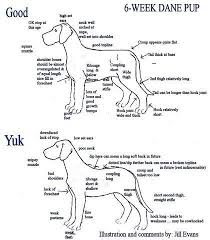 Great Dane Puppy Growth Chart Goldenacresdogs Com