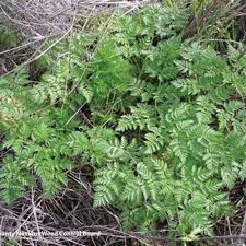 How to get rid of poison hemlock. Washington State Noxious Weed Control Board