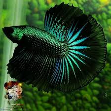 Betta Fish Super Green Black Samurai Halfmoon Male Betta Fish Types Betta Fish Betta