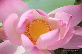 Coeur de lotus (étude) (2019) opera d'arte originale, pittura (40x30 cm) da francoise delpérée personne en méditation en position lotus, avec un coeur rayonnant, un pilier central de lumière, et. Lotus Flower Heart Of East Skun Region Cambodia