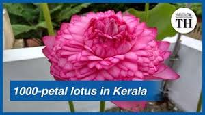 The color is red to violet. When A 1 000 Petalled Lotus Bloomed For The First Time In Kerala Youtube