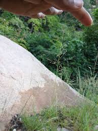 Image result for Eragrostis atrovirens