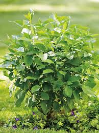 Image result for Cornus