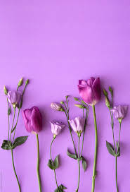 Find images of purple background. Purple Tulips And Roses On Purple Background By Pixel Stories Flower