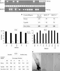 Image result for Isachne kiyalaensis