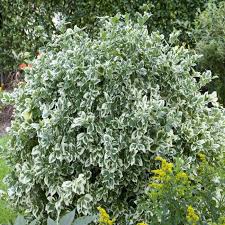 Image result for Euonymus fortunei