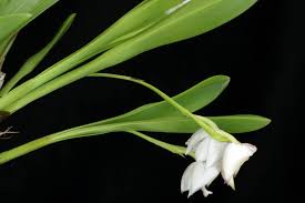 Image result for Polystachya leonardiana