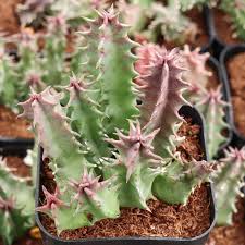 Image result for Huernia levyi