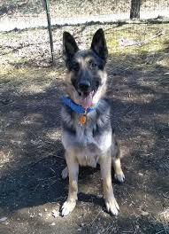 Southeast german shepherd rescue was founded in 2010 to save german shepherd dogs from abuse, abandonment, and high kill shelters. Pin On Dogs For Adoption