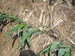 Shallow Planting Can Contribute To Larger Problems Cropwatch University Of Nebraska Lincoln