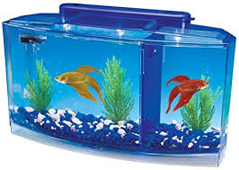 Many beta owners add unique toys into the tank best betta fish food there is no denying that betta fish are among the most attractive of tropical species. Amazon Com Penn Plax Deluxe Triple Betta Bow Aquarium Tank 0 7 Gallon Betta Fish Tanks Pet Supplies