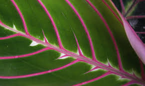 Il photos o potos, pianta rampicante con foglie super verdi. Piante Dalle Foglie Viola 9 Tipi Casafacile