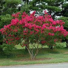 We did not find results for: Crape Myrtle Seeds Crepe Flower For Sale Lagerstroemia Indica