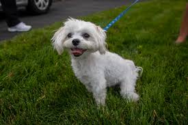 Find paterson departments and their contact information. Pet Leasing Is Real And Can Catch Owners By Surprise New Jersey Lawmakers Want To Ban It