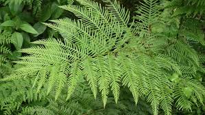 Image result for Pteris dentata