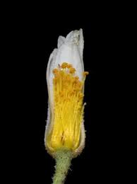 Image result for Sparrmannia ricinocarpa