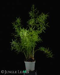 Image result for A. densiflorus Sprengeri