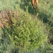 Image result for Lippia woodii