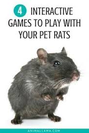 4 Interactive Games To Play With Your Rats Animallama Pet Rats Pets Pet Rat Cages