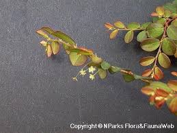 Image result for Phyllanthus manicaensis
