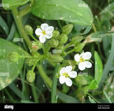 Image result for Limeum viscosum
